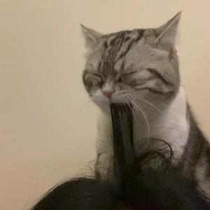 中文字幕久热精品视频免费
